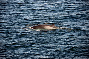 Picture 'Ant1_1_2851 Whale, South Orkney, Antarctica and sub-Antarctic islands'
